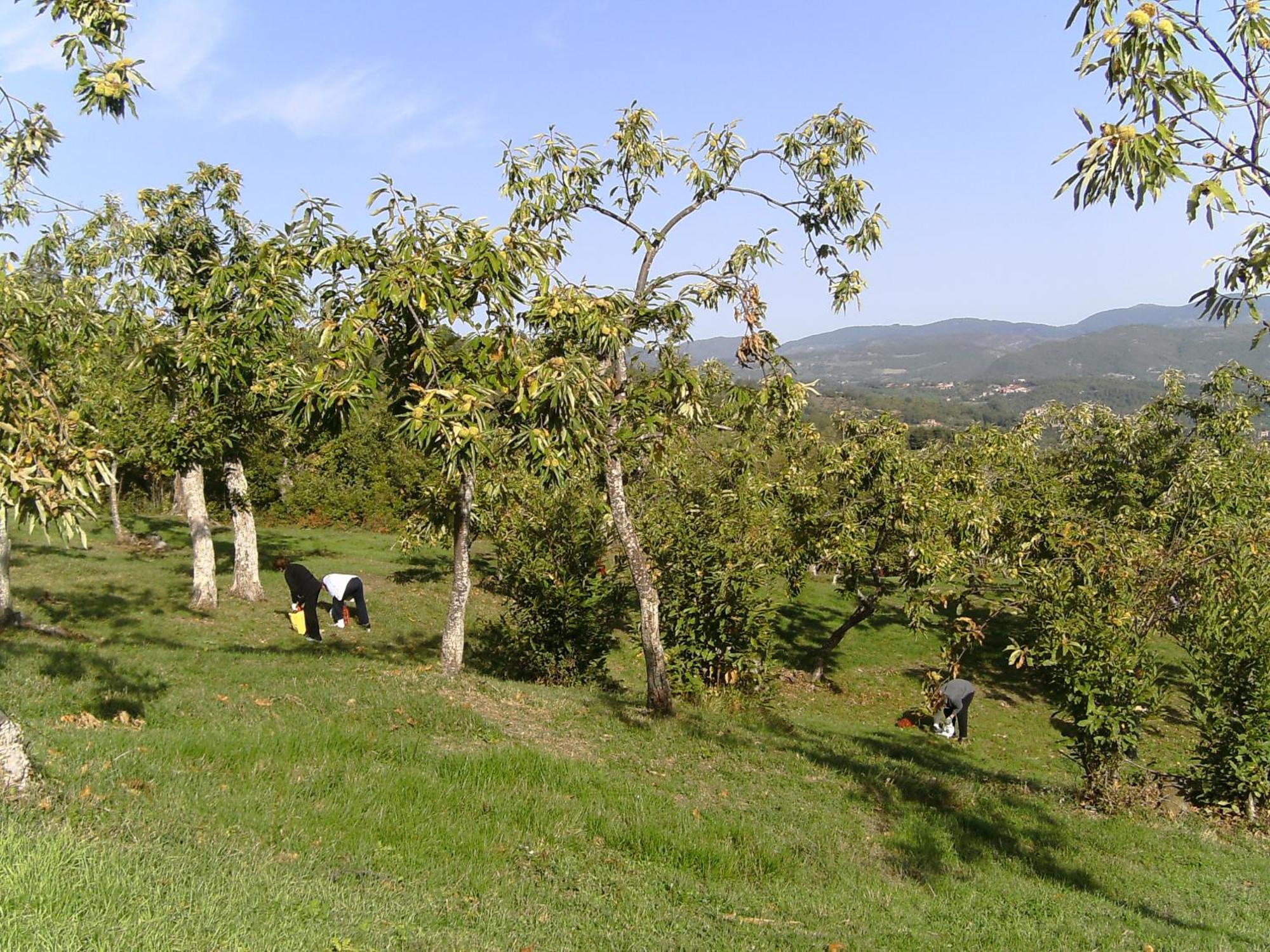 Agriturismo La Casina Caprese Michelangelo Kültér fotó